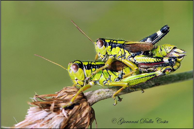 Cavallette coloratissime: Miramella (Kisella) irena